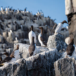 Farne Islands - Guillemots